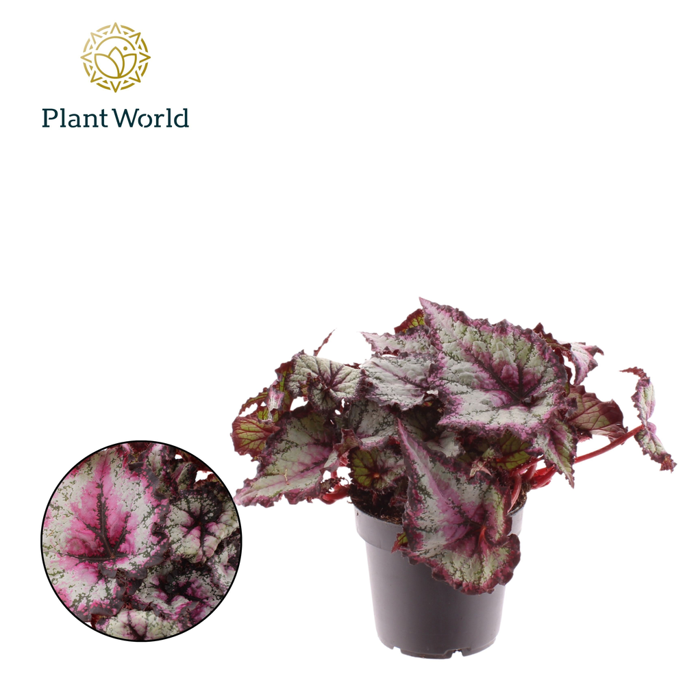 Begonia rex Odissi 12cm.
