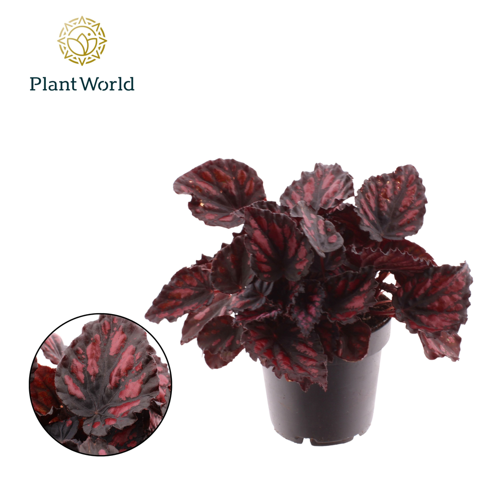 Begonia rex Etna.