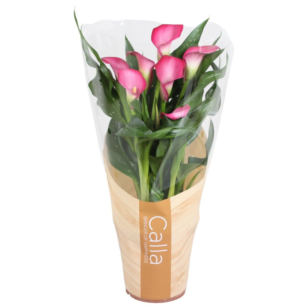 Zantedeschia Zazu Calla roze in bedrukte hoes.