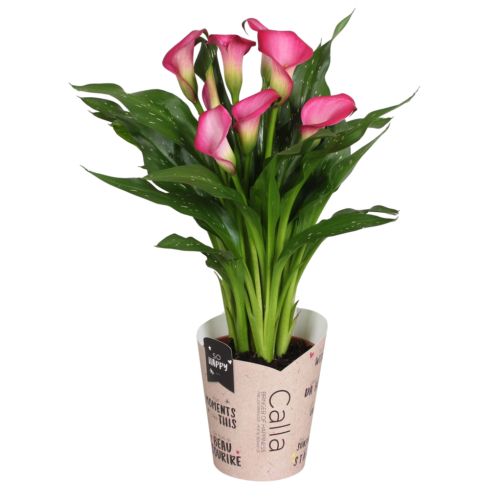 Zantedeschia Zazu SoHappyCalla roze met bruine gif.