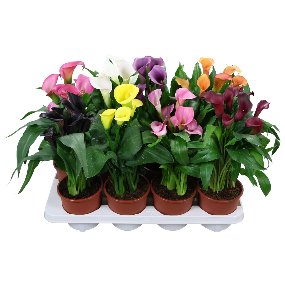 Zantedeschia gemengd Calla mix.