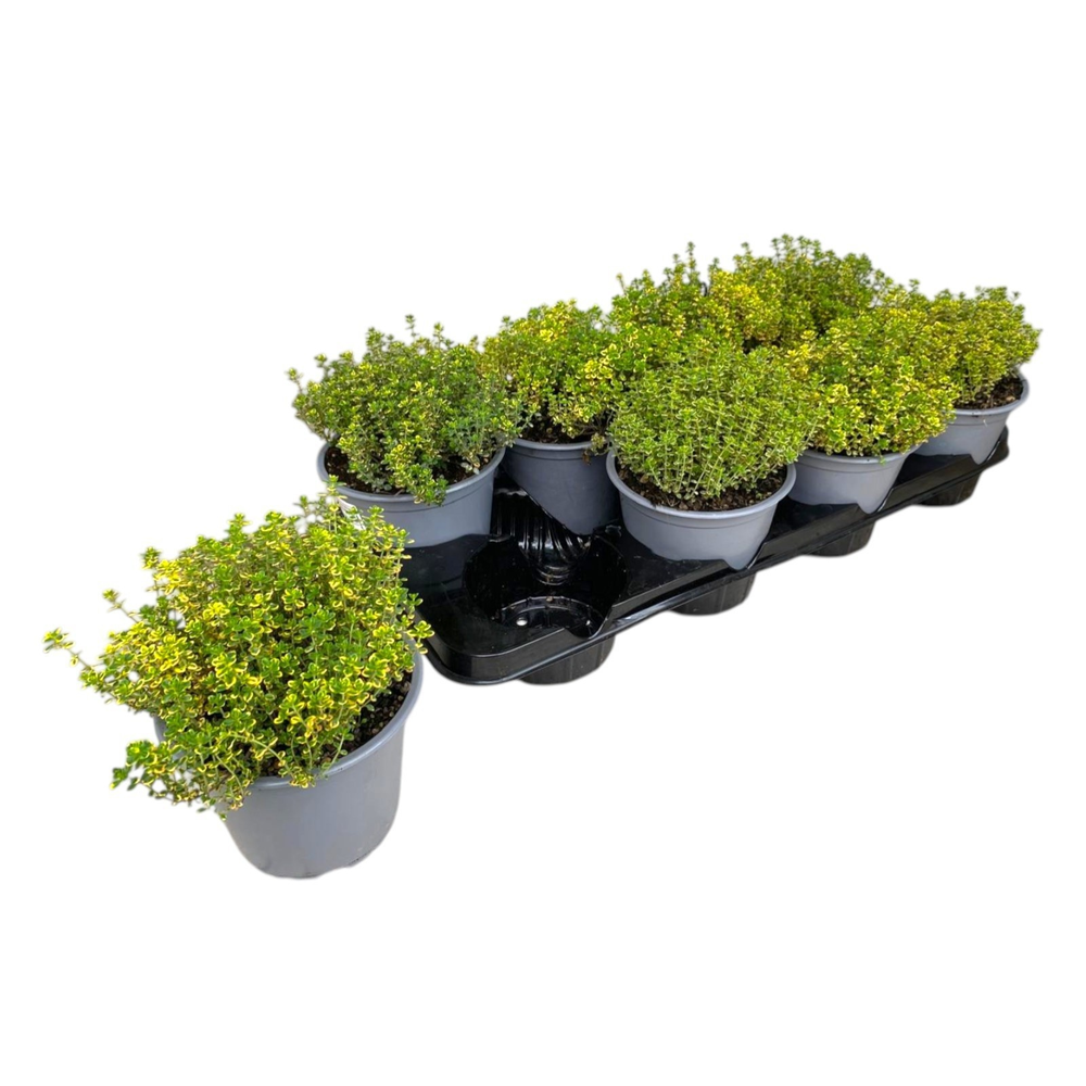 Thymus citriodorus Aureus.