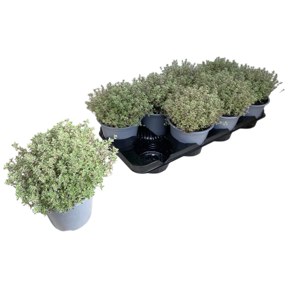 Thymus Silver Queen.