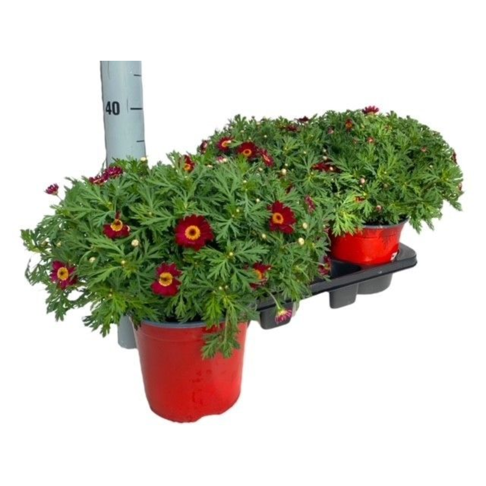 Argyranthemum Frutescens "struik" - ROOD.