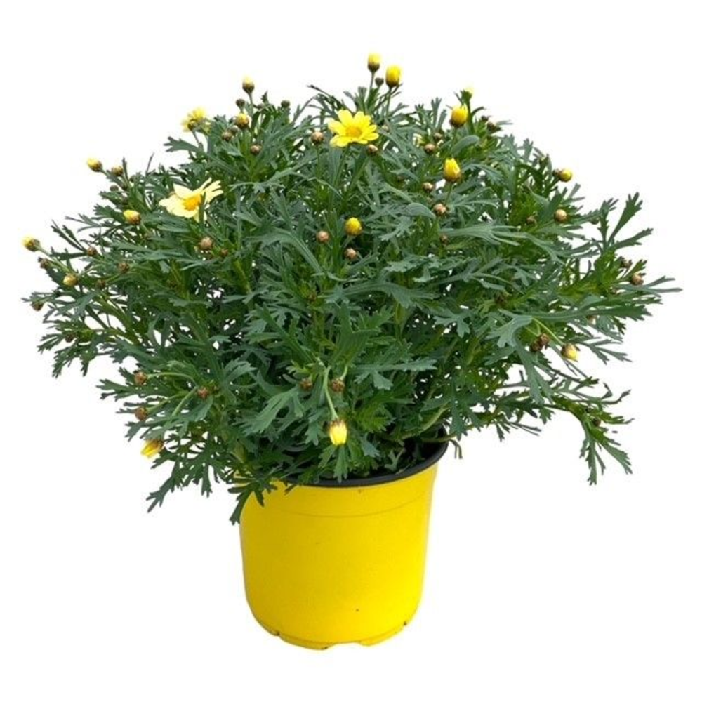 Argyranthemum Frutescens "struik" - GEEL.