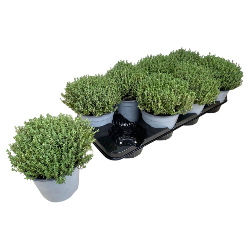 Thymus Vulgaris Faustini.