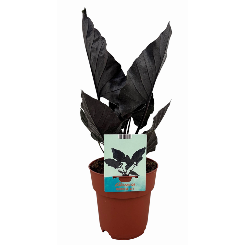 Alocasia Antoro Velvet.