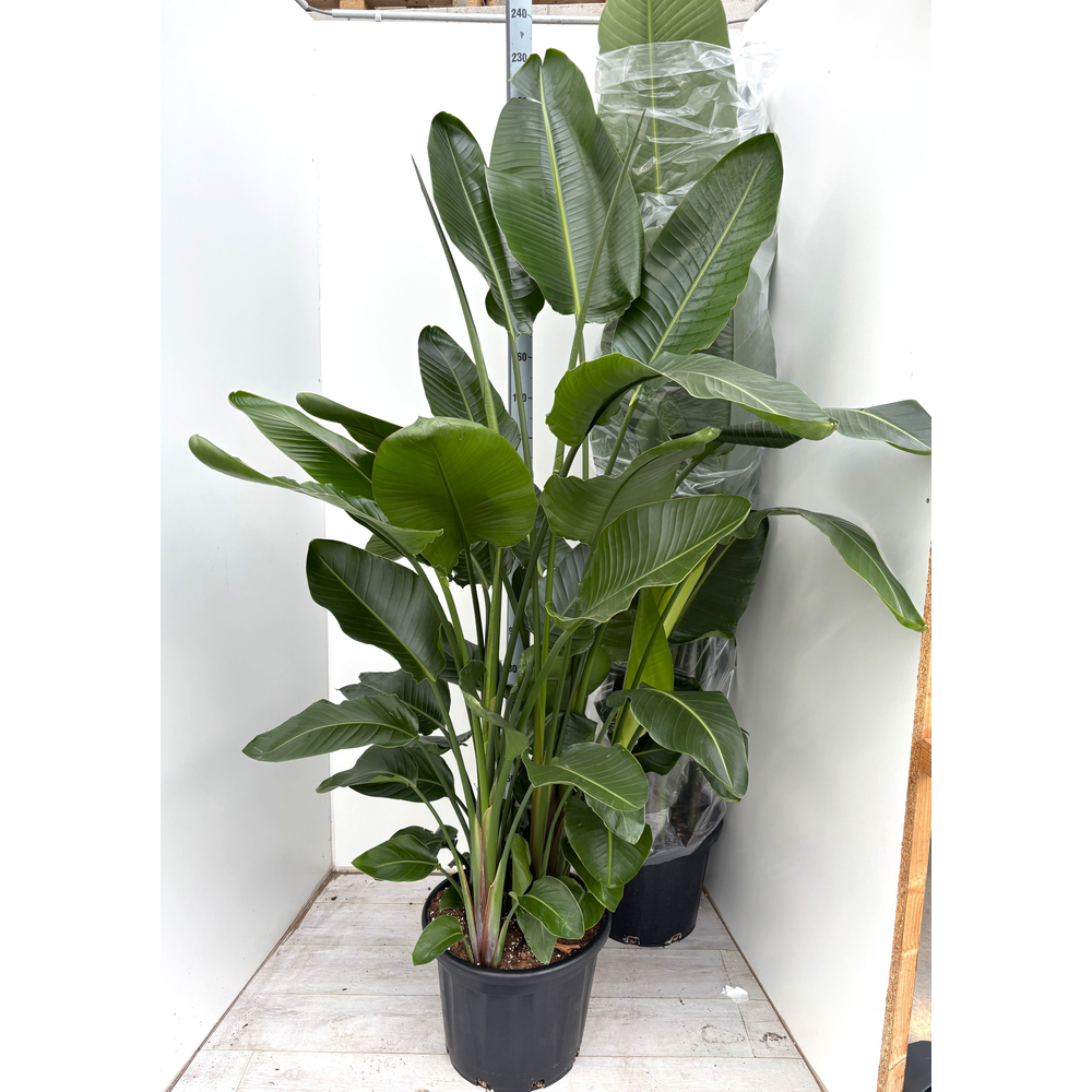 Strelitzia nicolaï p45 8+pp 200+cm.