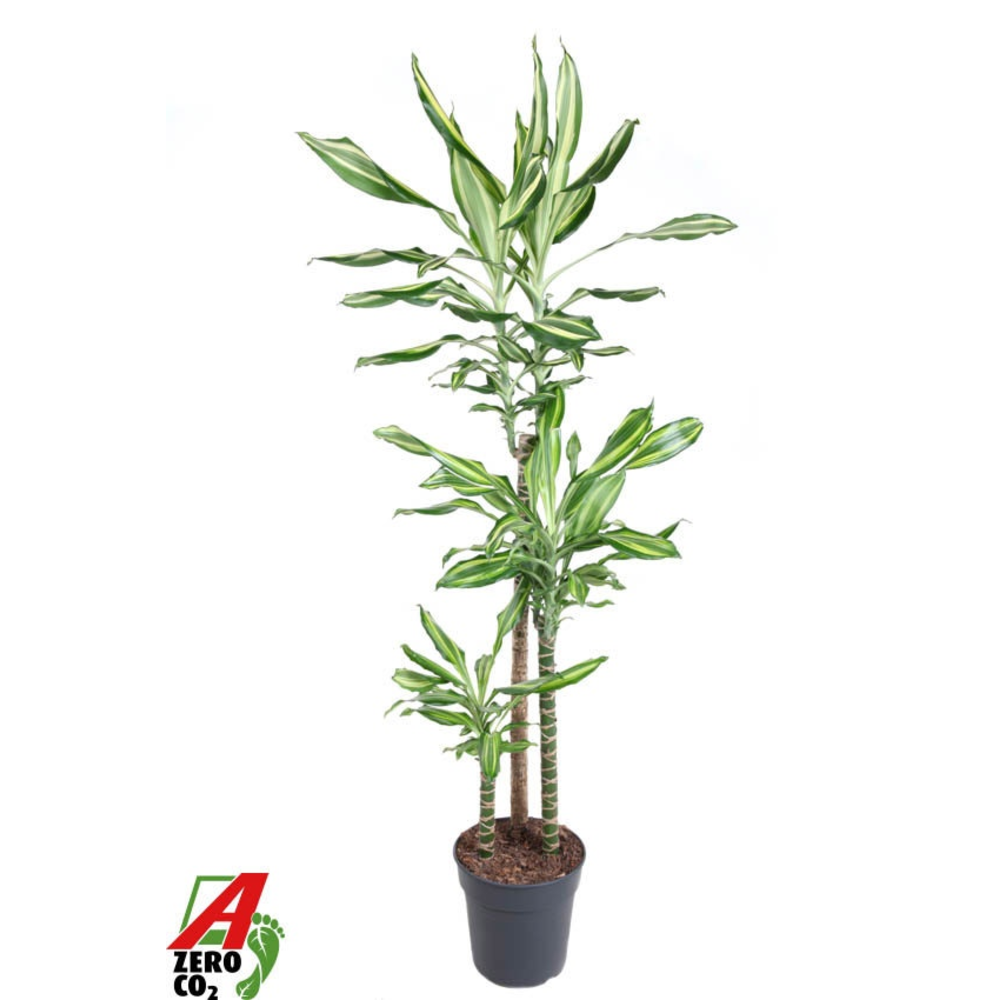Dracaena Silver Dream 90-60-30.