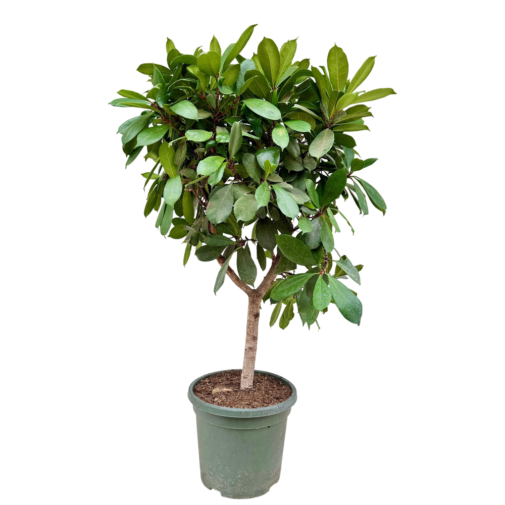 Ficus cyathistipula P40.