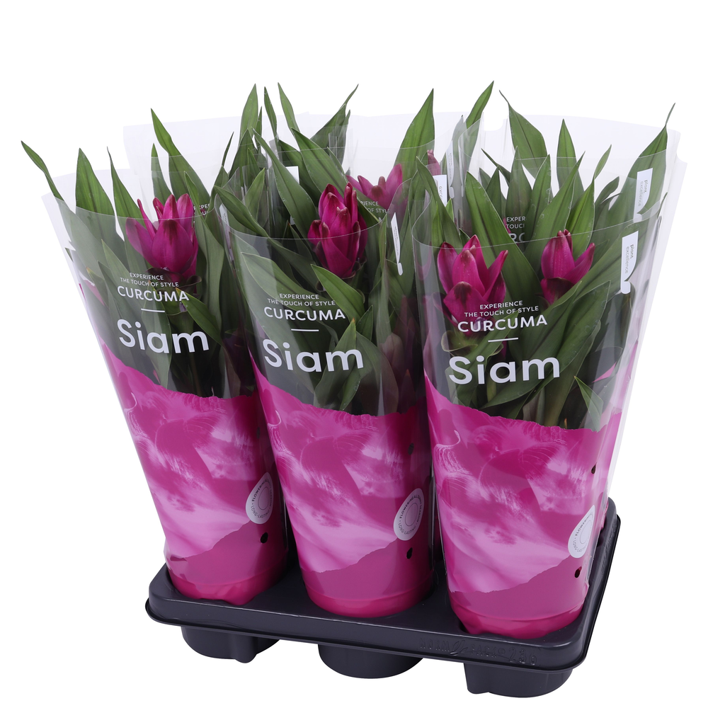 Essential - Curcuma Siam Sublime 12 cm.