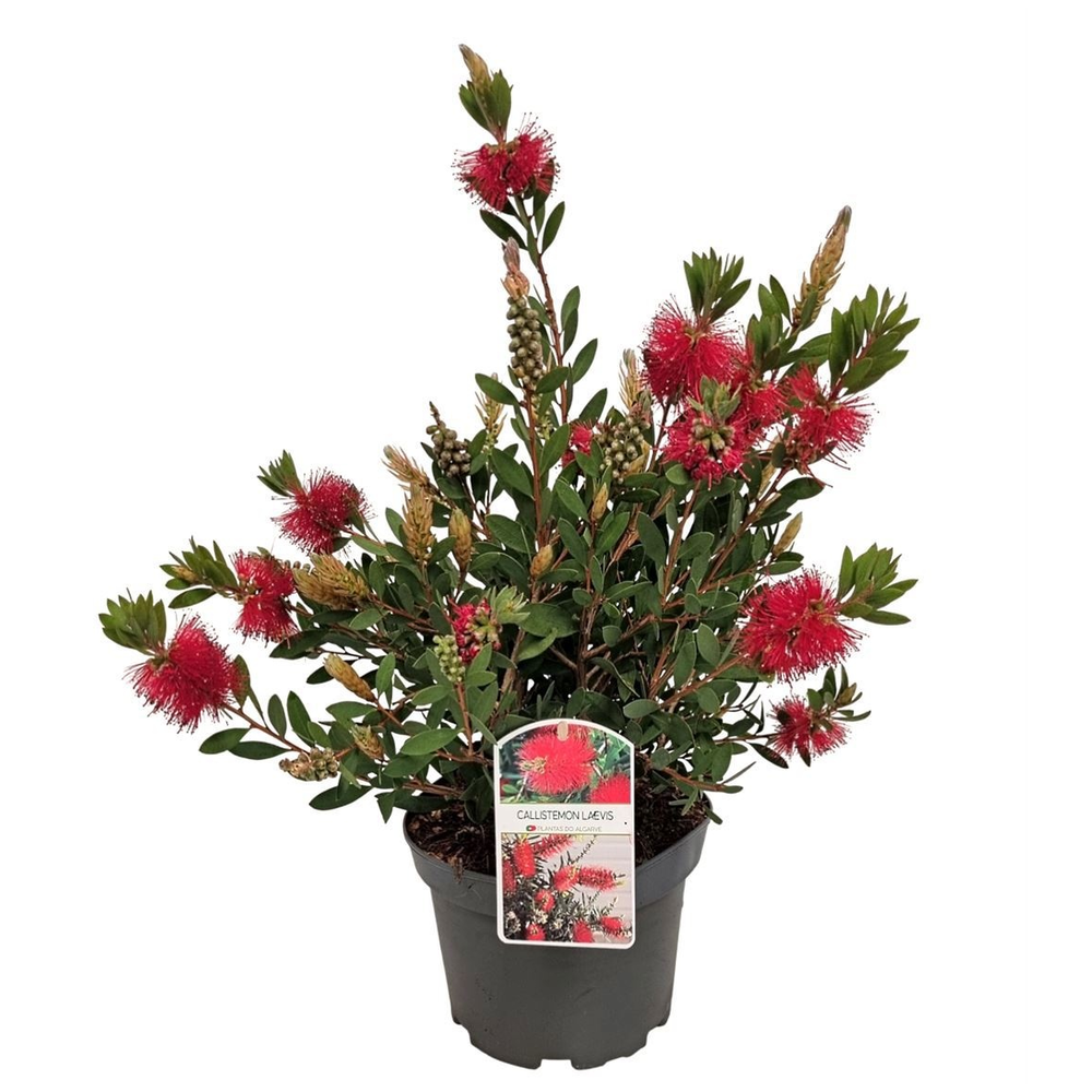 Callistemon Laevis Bush - 1153.