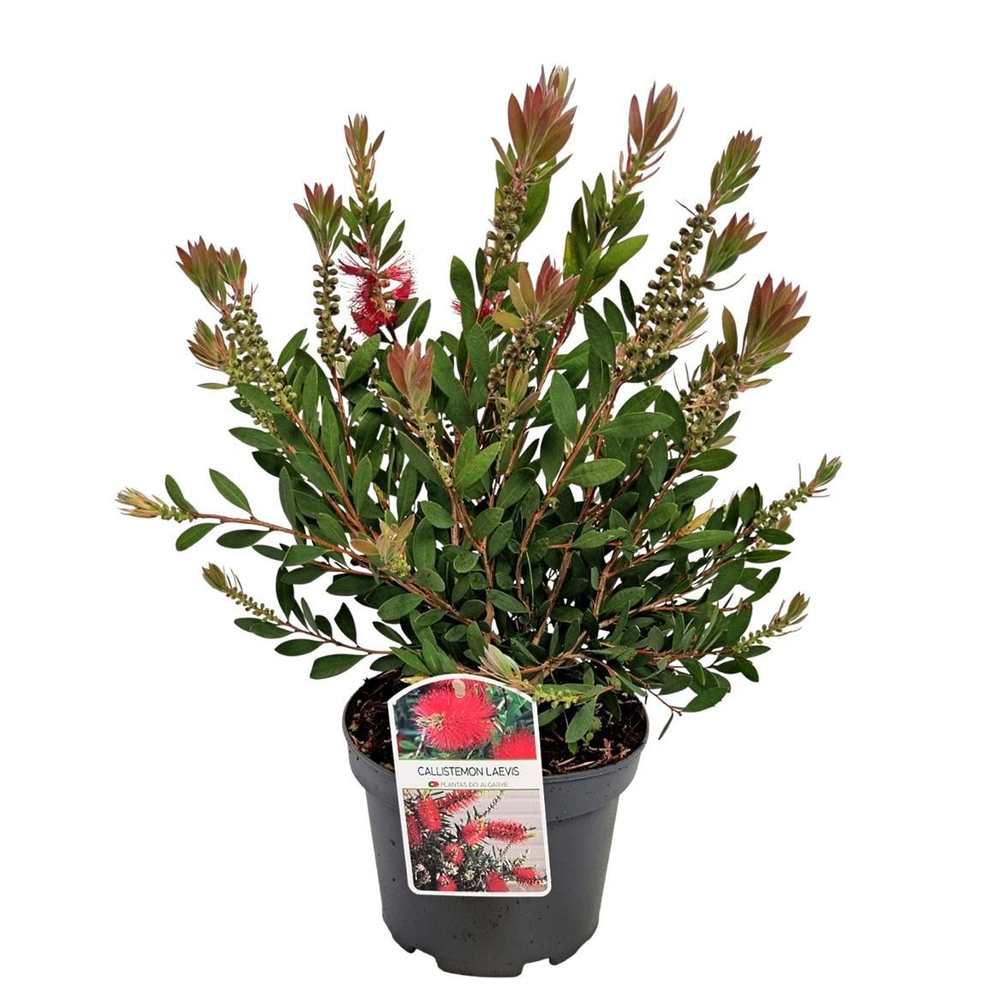 Callistemon Laevis Bush - 1153.