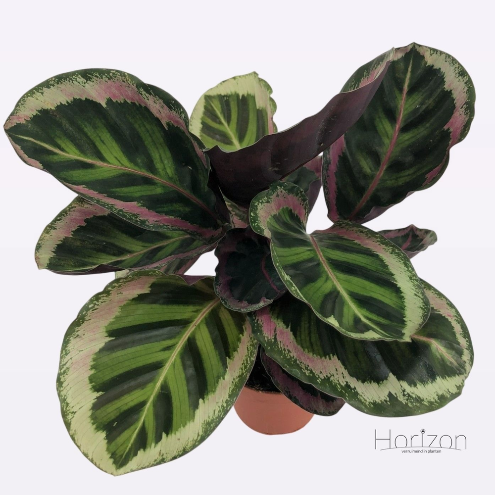 Calathea Angela P12.