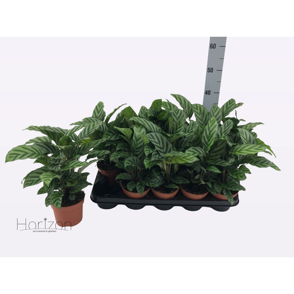 Calathea Freddie P12.