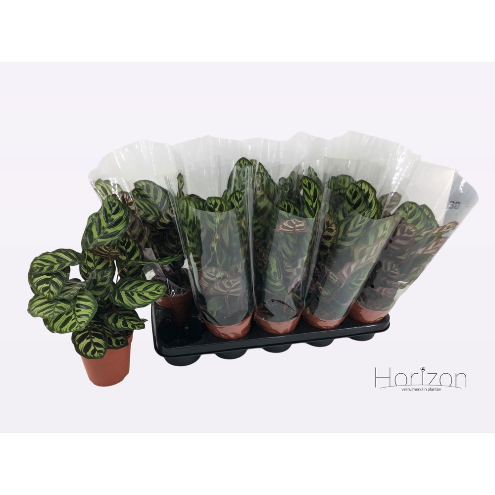 Calathea Makoyana P12.