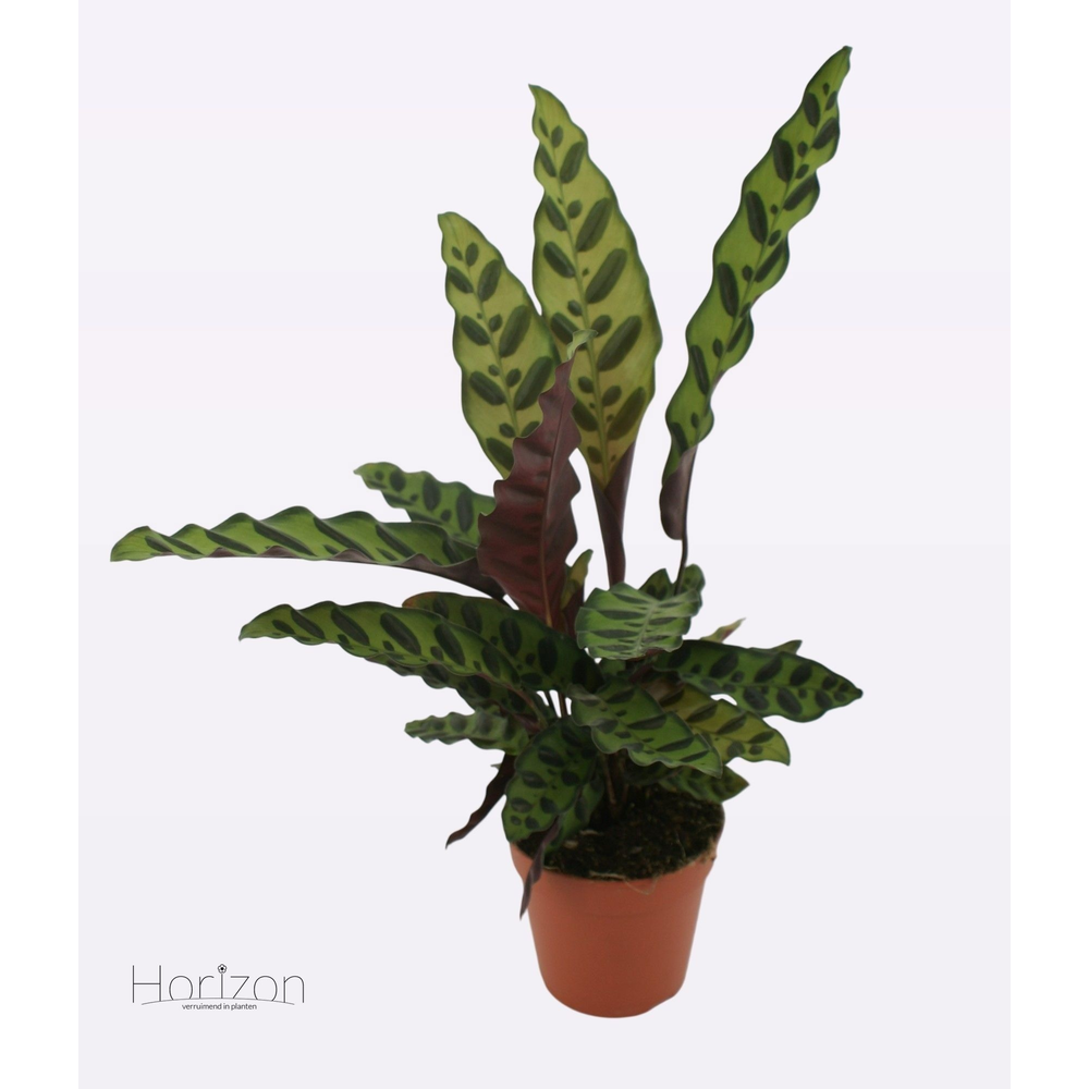 Calathea Insignis P12.