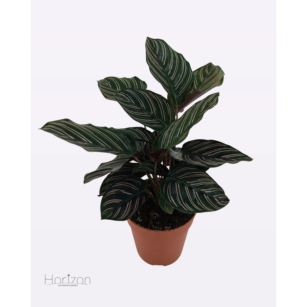 Calathea Ornata Sanderiana P12.