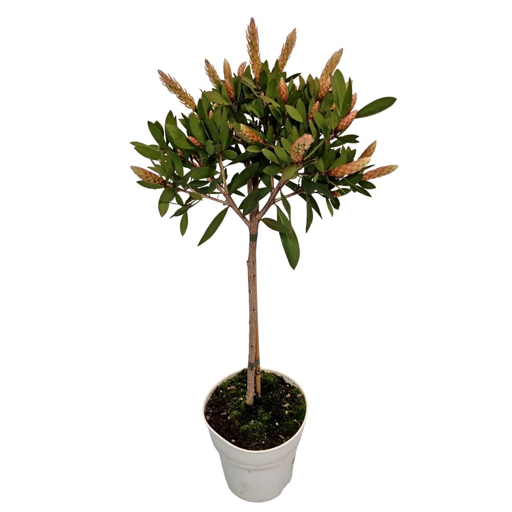 Callistemon Citrinus Stem.