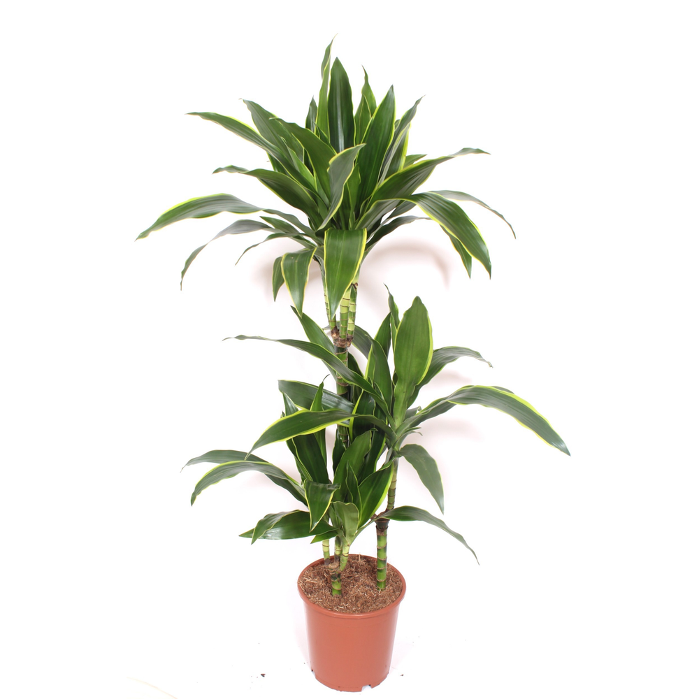 Dracaena Arturo 60-30-15.