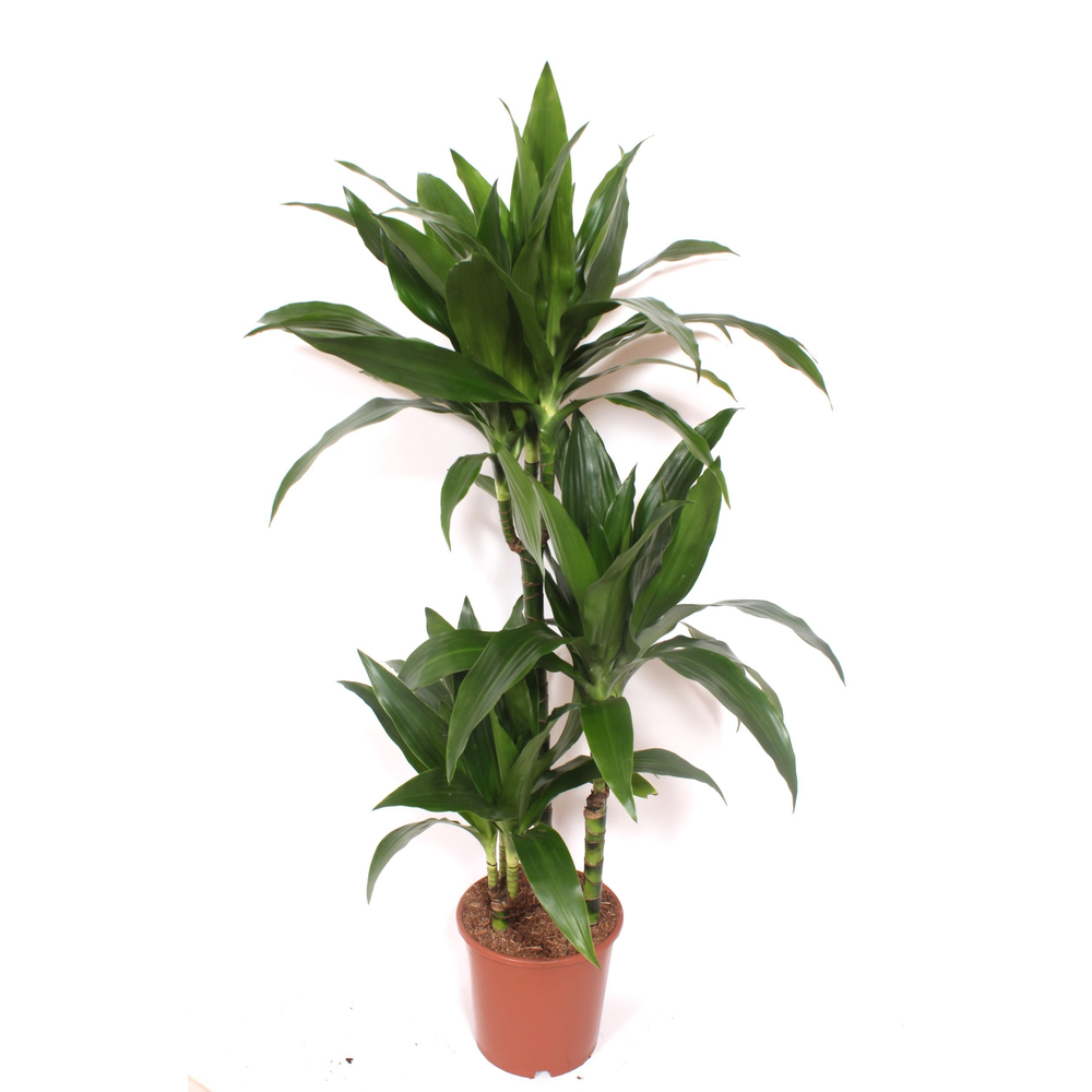 Dracaena Janet Craig 60-30-15.