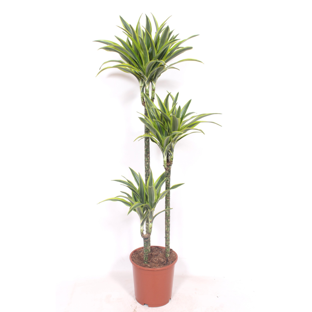 Dracaena Lemon Lime 90-60-30.