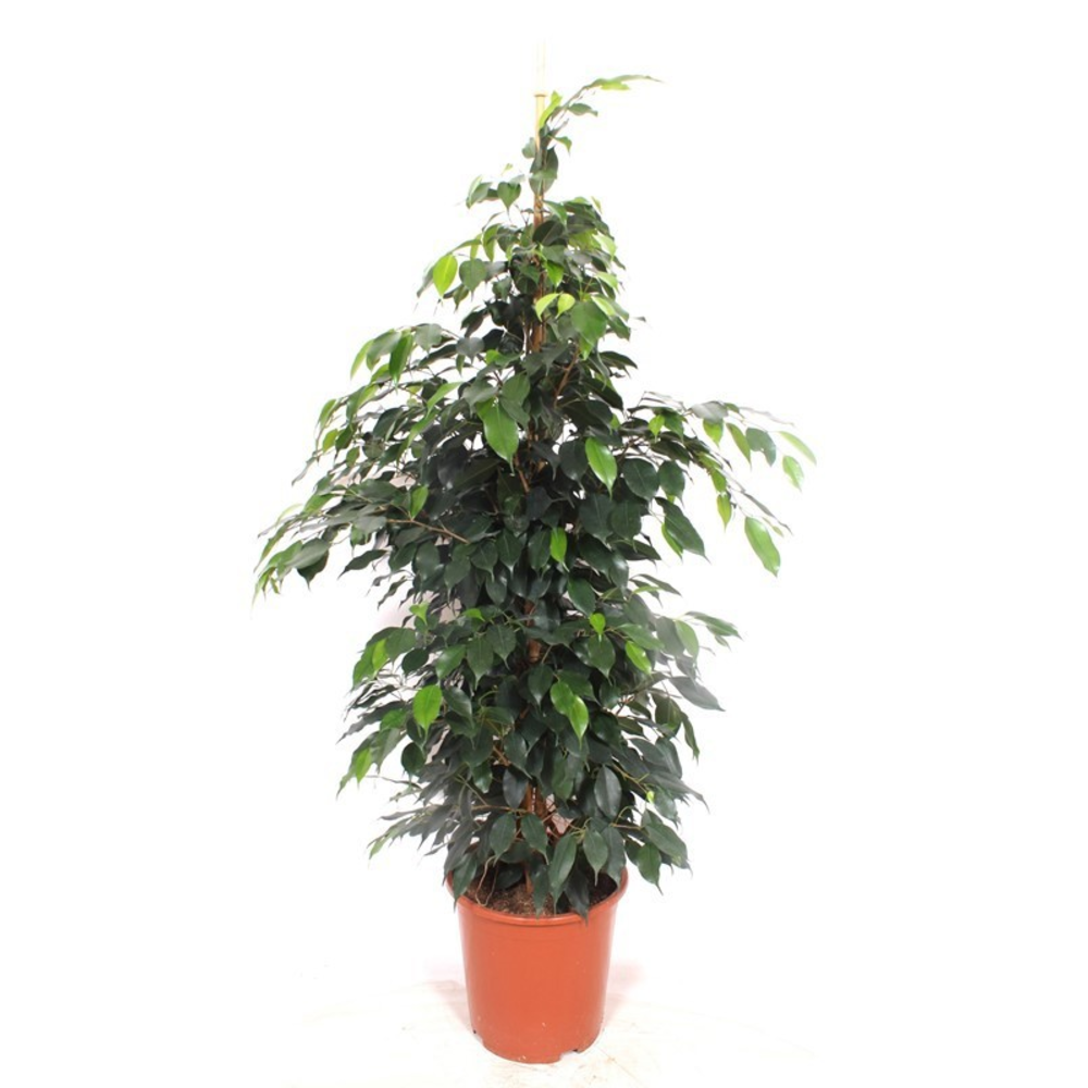 Ficus Danielle.