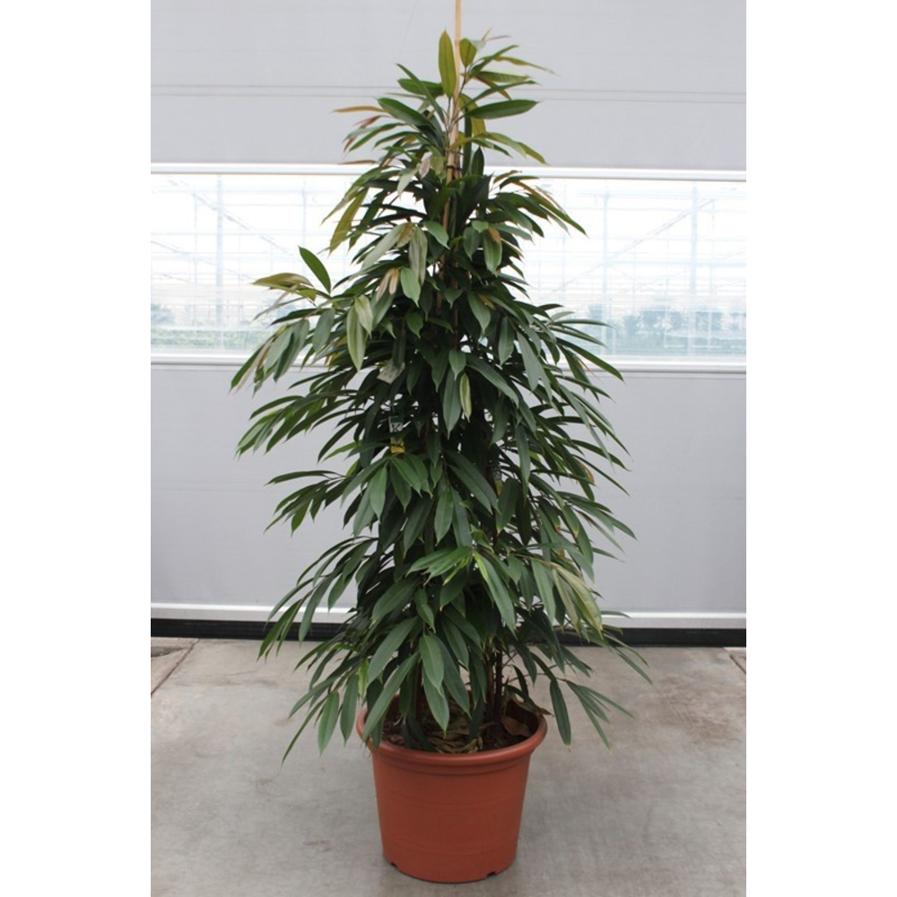 Ficus Amstel King.