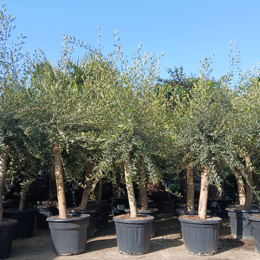 olea europaea.
