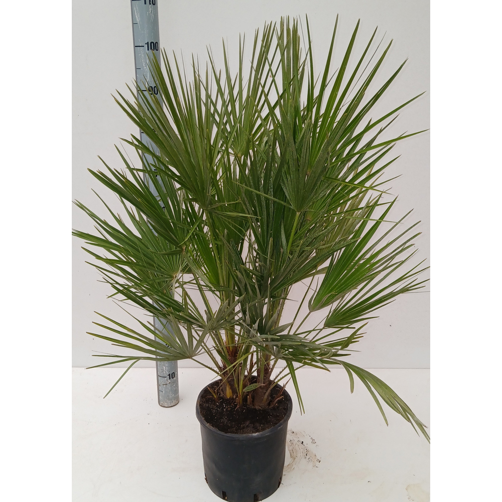 chamaerops humilis.