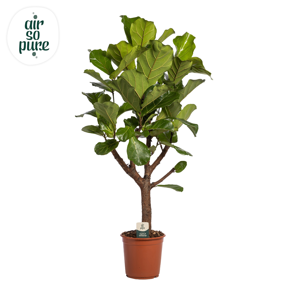 Ficus Lyrata Vertakt p27.