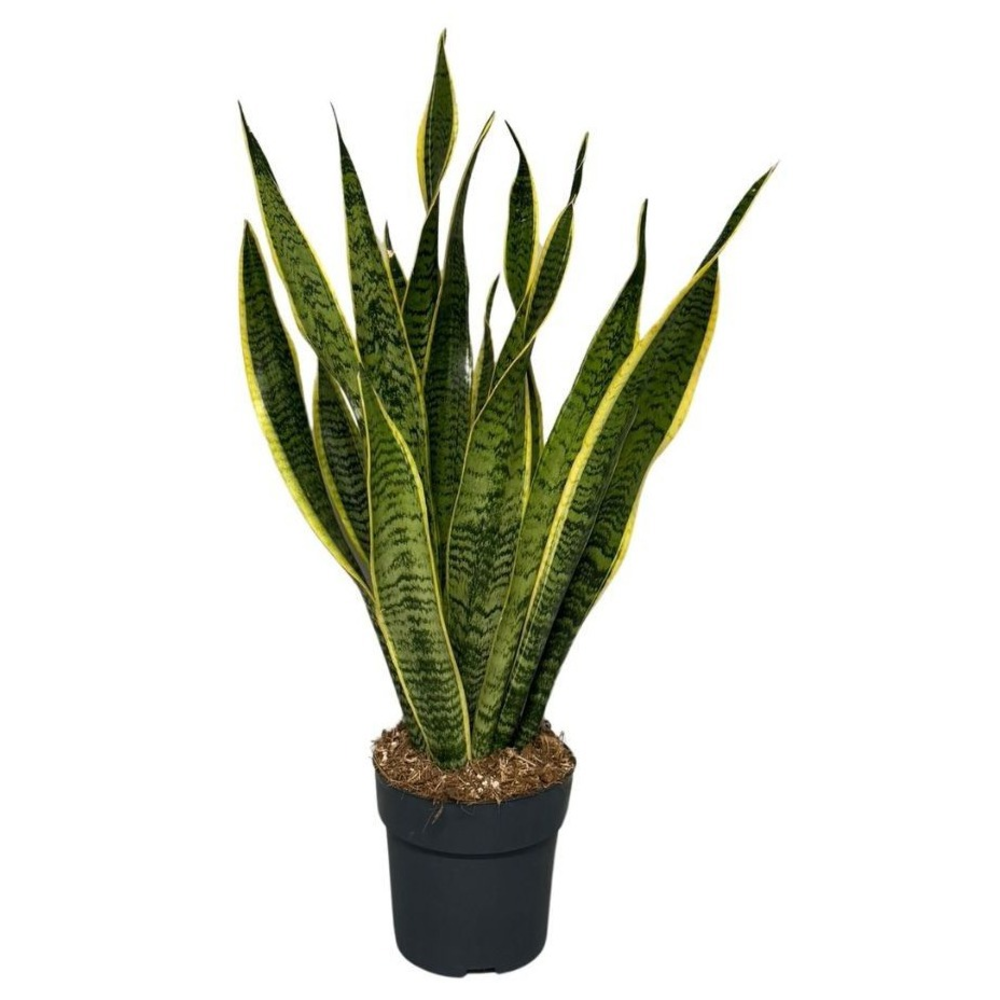 Sansevieria Laurentii.