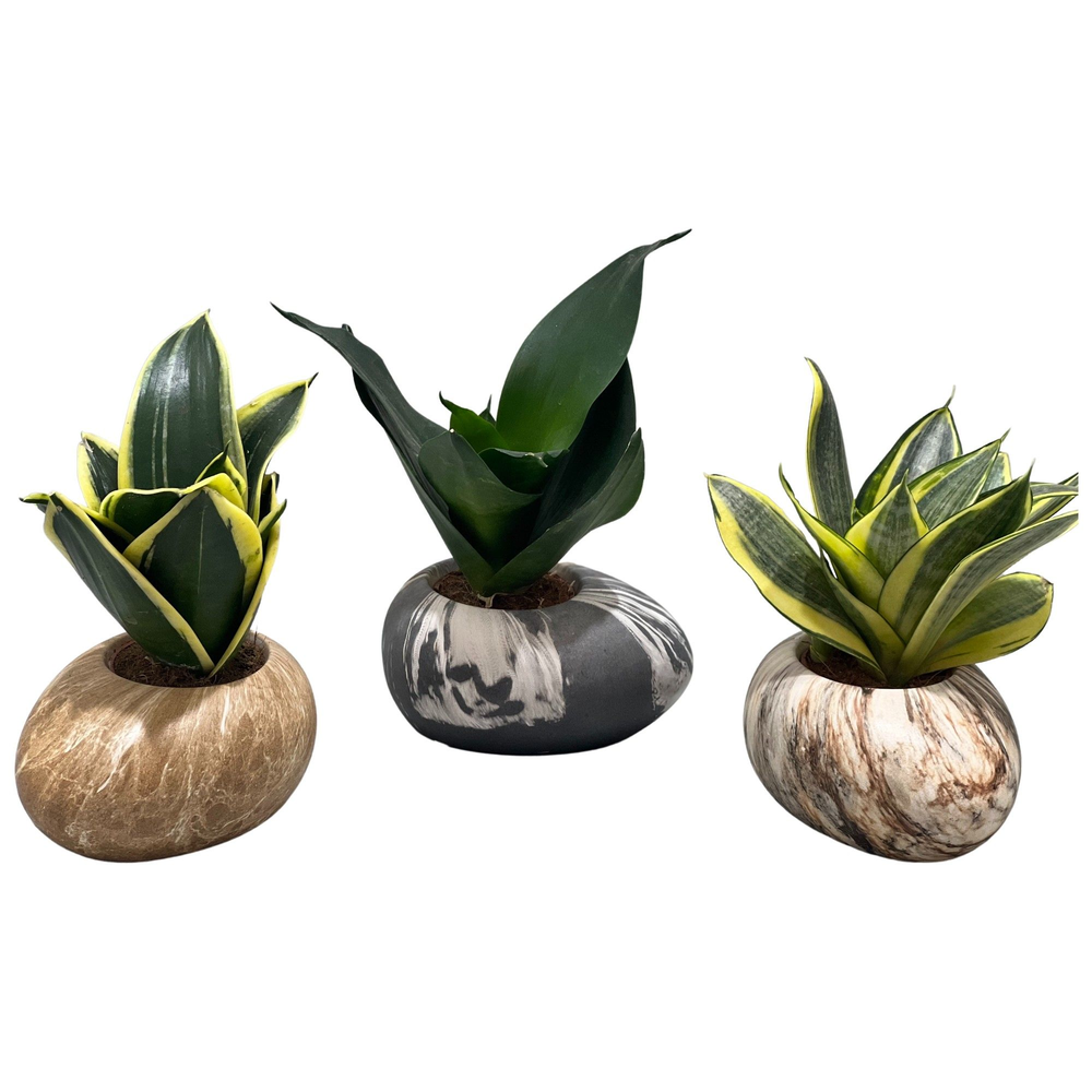 hahnii mix in stonepot.