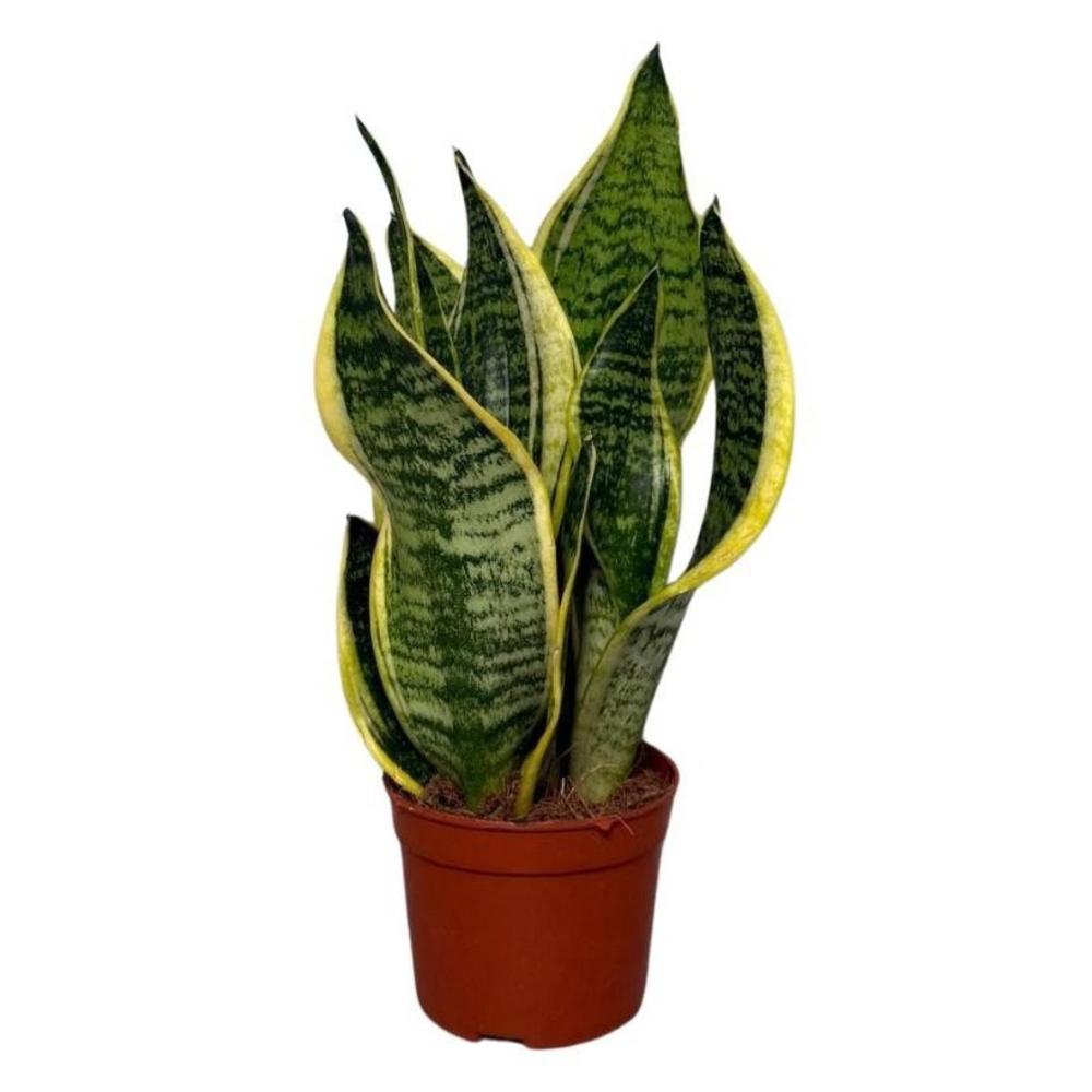 Sansevieria Superba 2pp.
