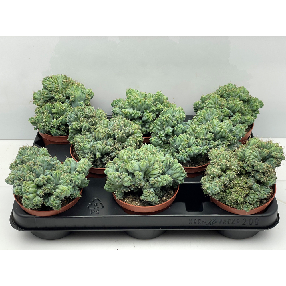 Myrthilo geometrizans cristaat10,5 cm.