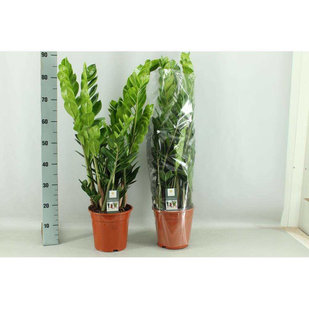 Zamioculcas 21cm.
