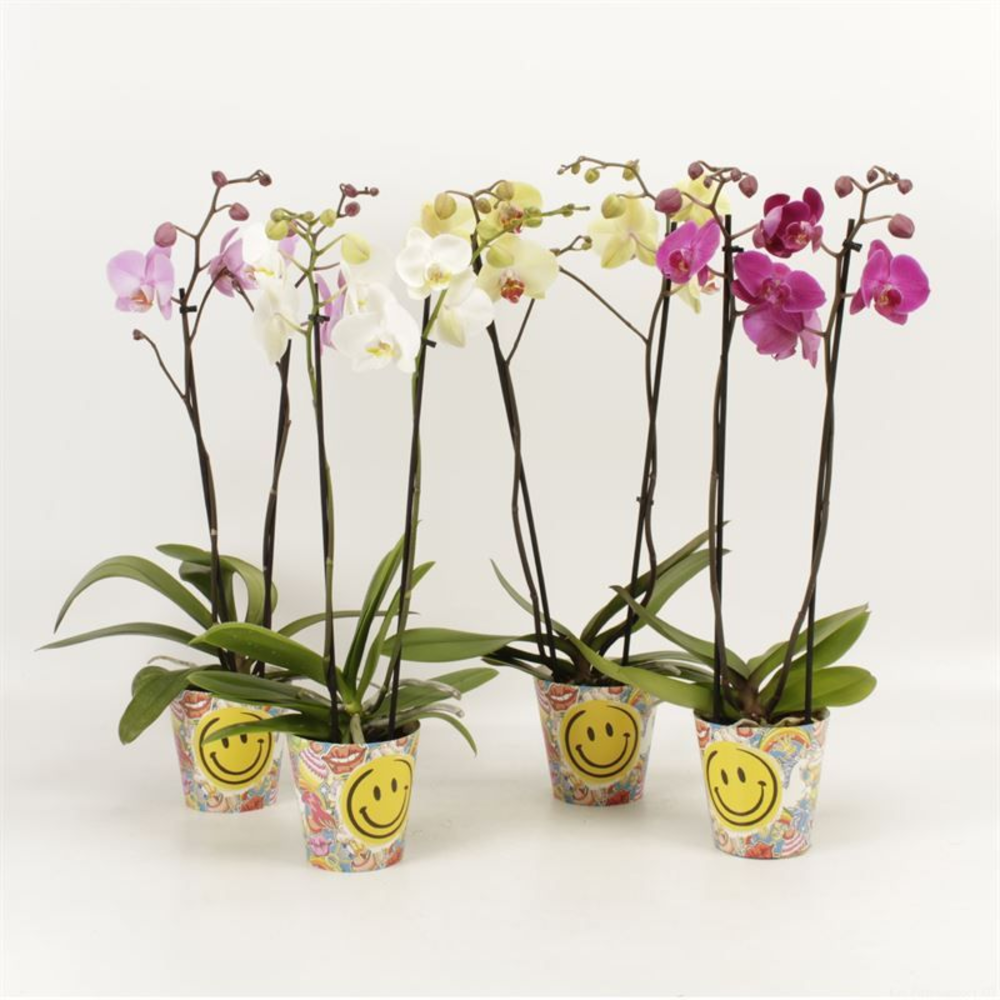 Phalaenopsis gemengd 2 tak gemengd in Smiley potco.