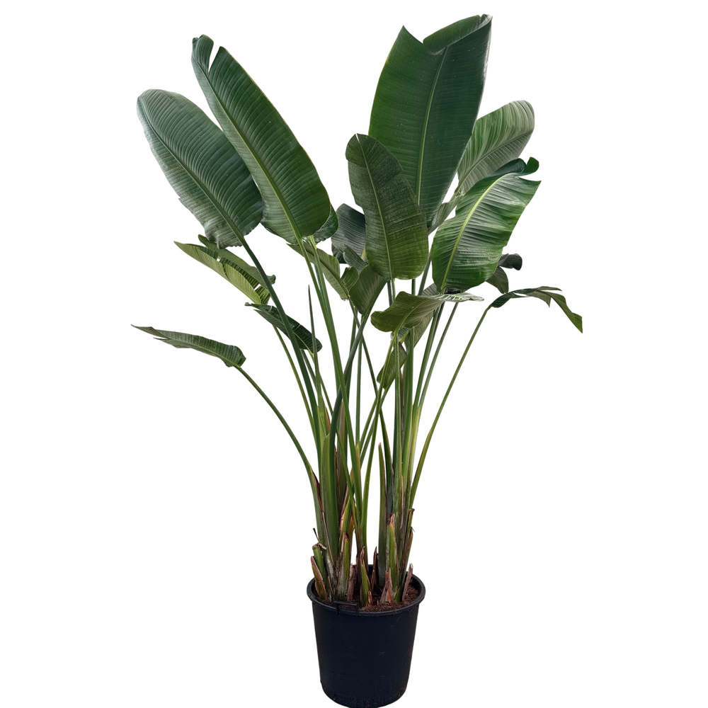 Strelitzia nicolai P60 3PP.