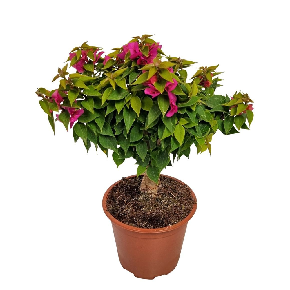 Bougainvillea Thai Trunk.