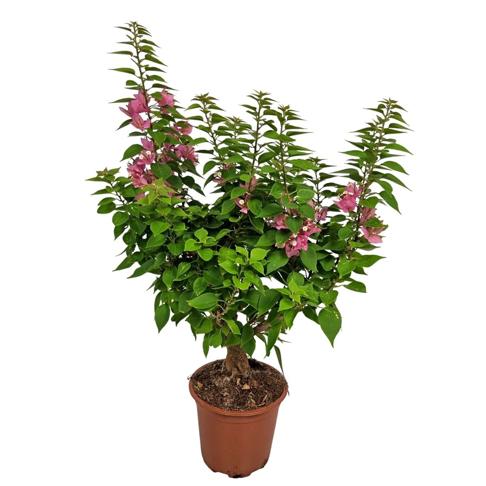 Bougainvillea Thai Trunk.