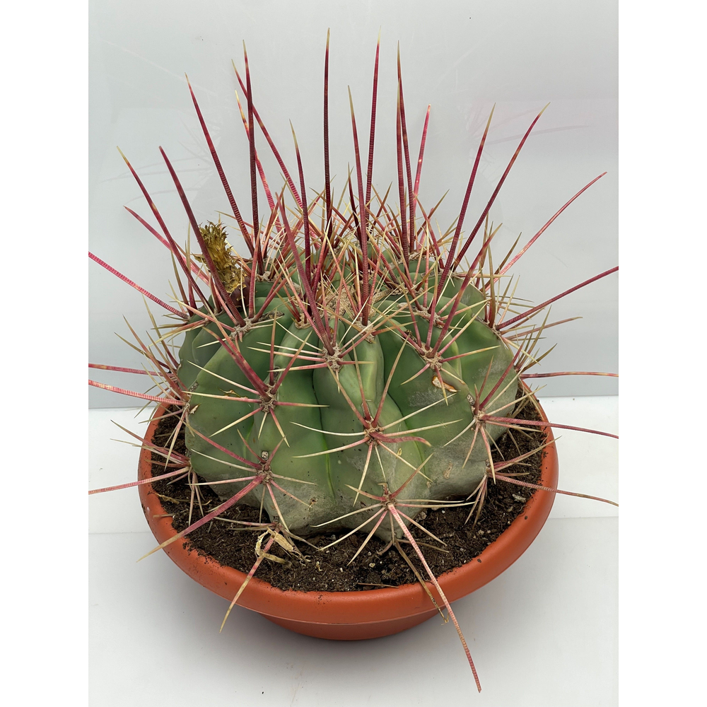 Fero Hamatacanthus 30 cm.