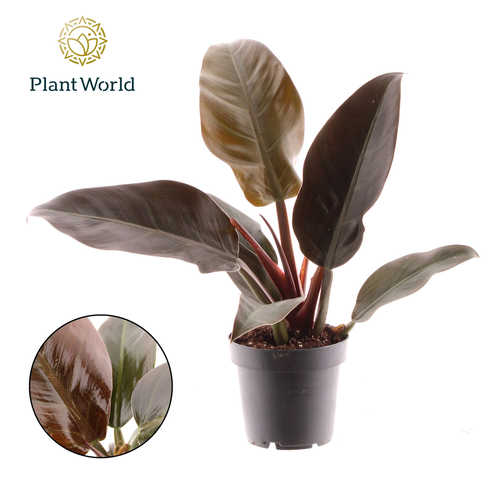 Philodendron Imperial Red.