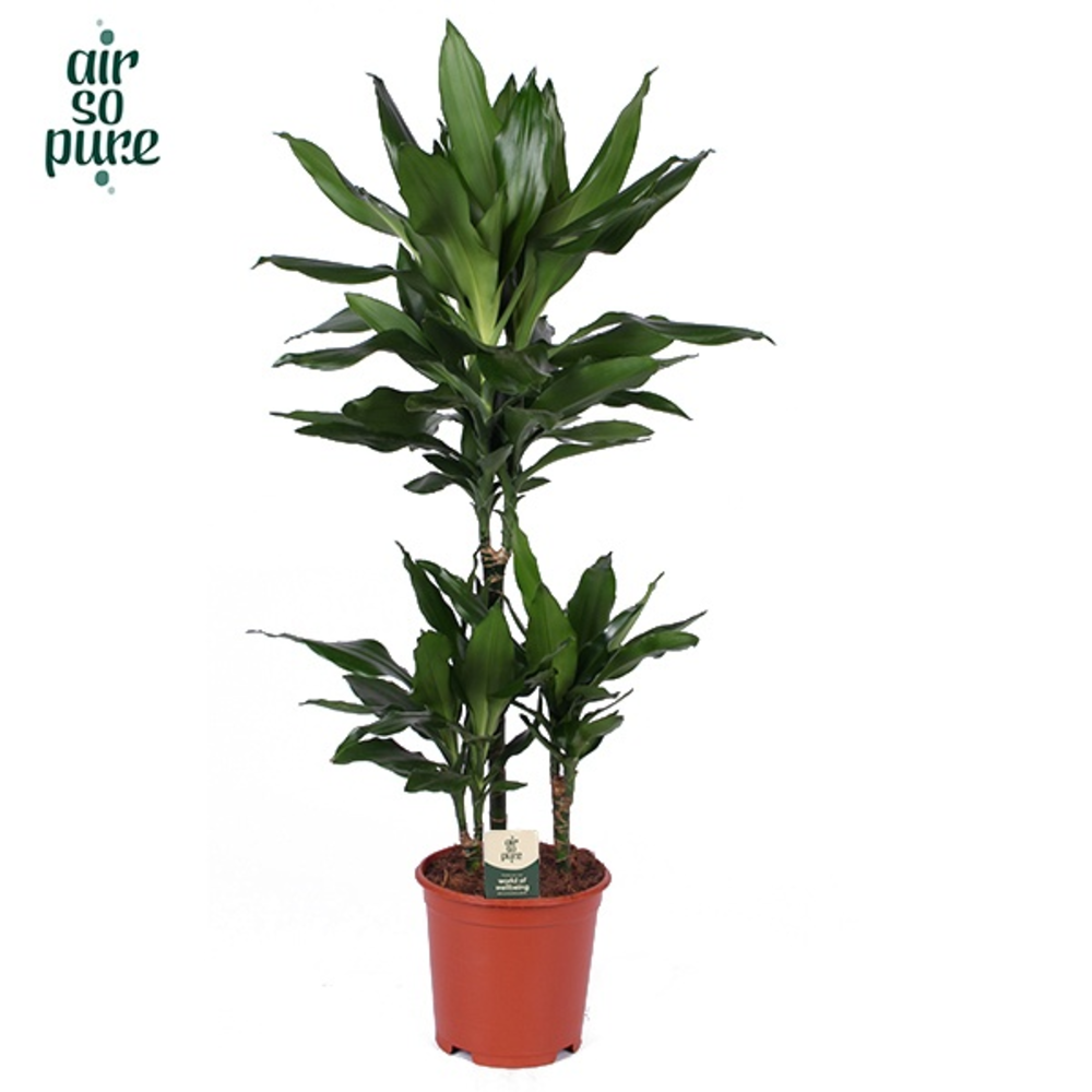 Dracaena Janet Lind p21, 45+15+10.