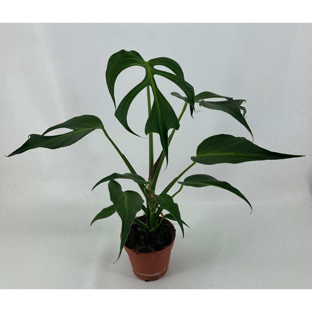 Monstera Burle Marx Flame.