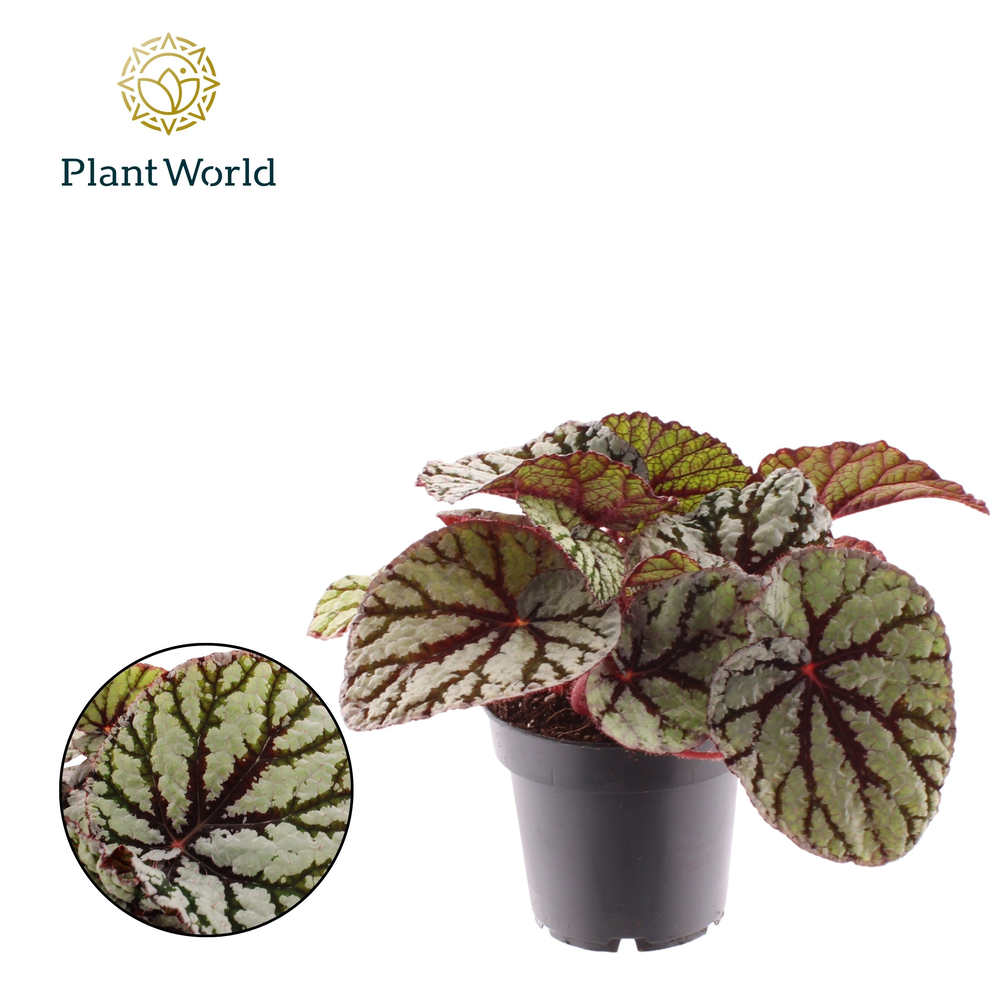 Begonia rex Fedor.