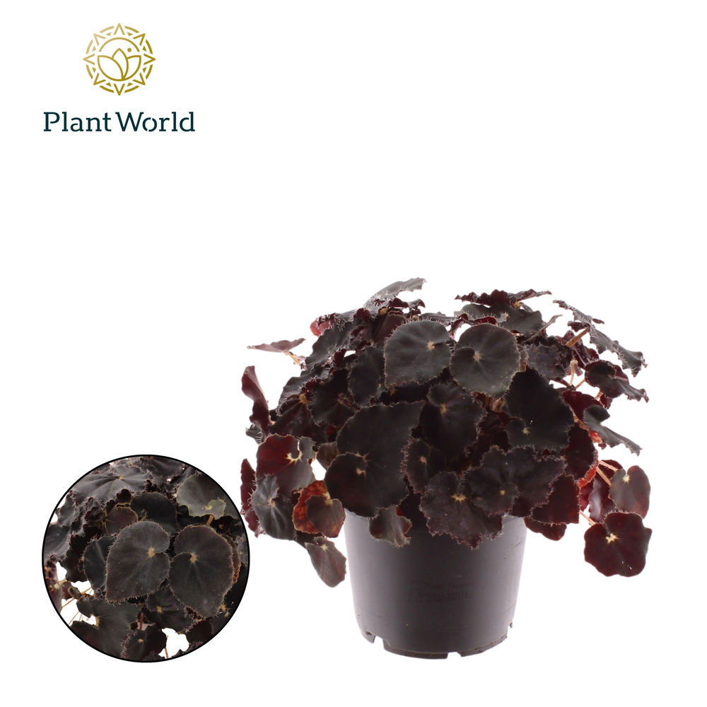 Begonia rex Dark Mambo.