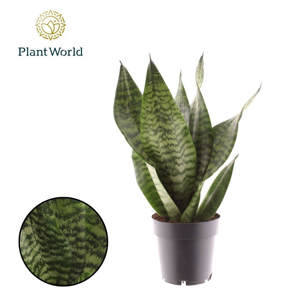 Sansevieria trifasciata ‘Larenzi’.