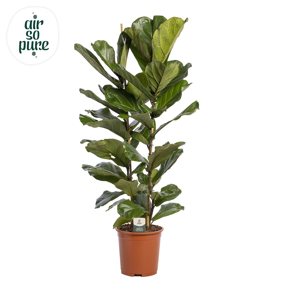 Ficus Lyrata, 2pp, p27.