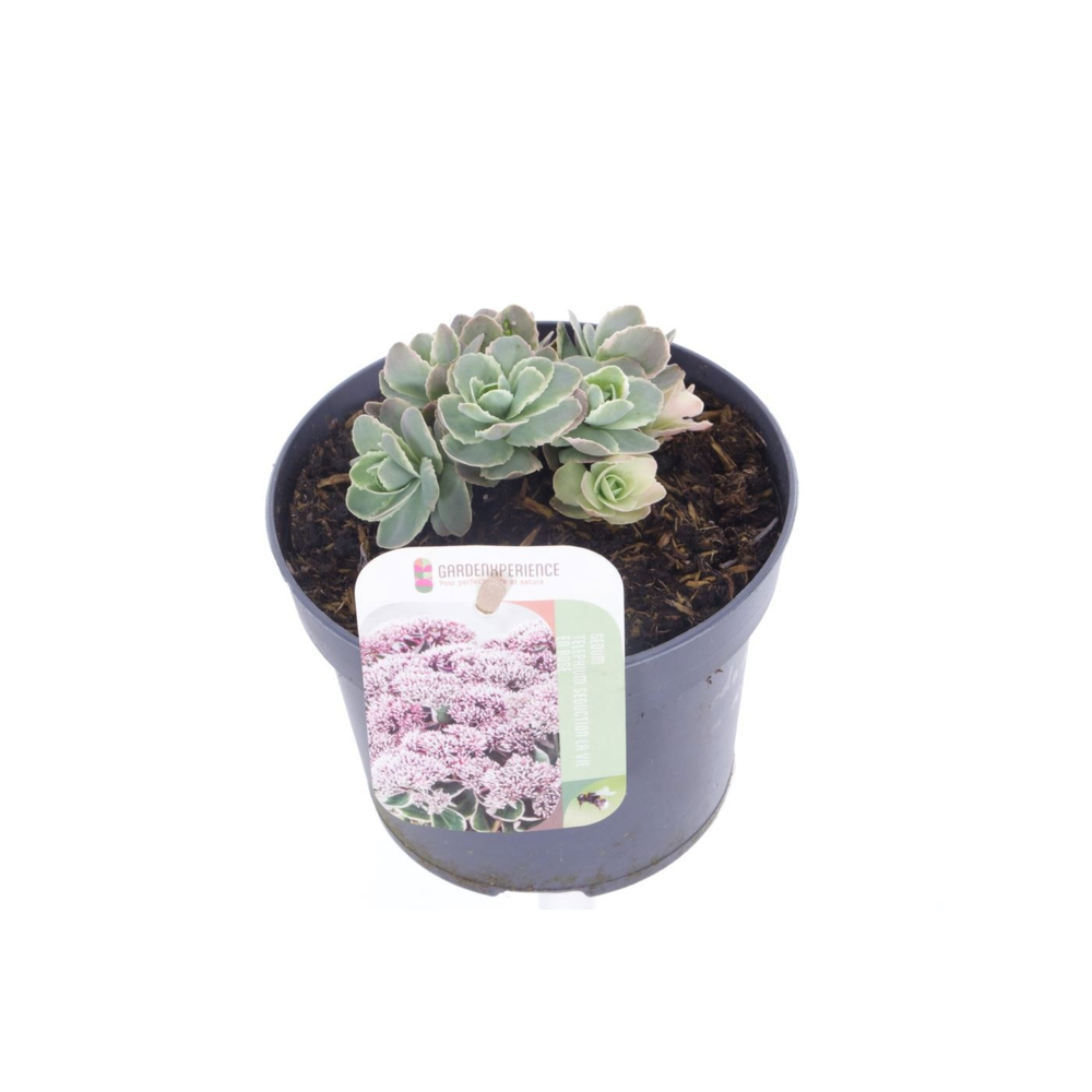 Sedum telephium La Vie en Rose.