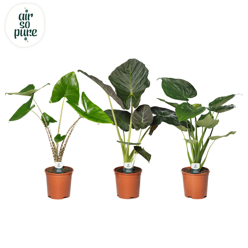 Alocasia Gemengd p21.